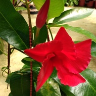 Pokok Bunga mandevillea merah selapis ( pokok menjalar