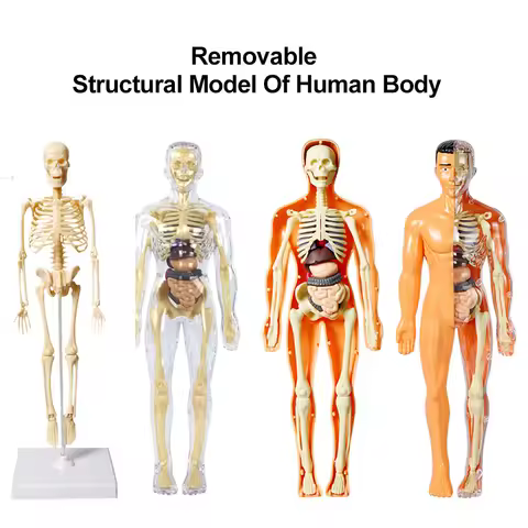 3D Human Body Torso Model for Kid, Anatomy, Skeleton, Removable, Simulation, Organ and Skeleton, Det