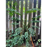 Monstera Epipremnoides Esqueleto(sudah ada pucuk)