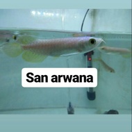 Arwana pino ikan arwana pino golden green