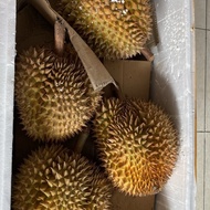 aPG DURIAN MONTONG PALU UTUH