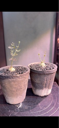 羊玉大戟Euphorbia globulicaulis 多肉植物 塊根植物