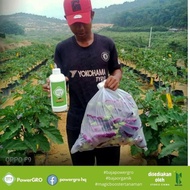 BAJA ORGANIK POWERGRO 1 LITER-FOLIAR YANG SANGAT EFEKTIF UNTUK SEMUA JENIS TANAMAN-DURIAN-SAWIT-SAYURAN-CILI-MANGGA