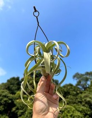 空氣草 空氣鳳梨 花中花x電捲T. intermedia X streptophylla