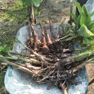MyLokal StoreAnak benih/anak pokok/ pisang emas/berangan/nangka
红肉蕉/米蕉/囊卡蕉 香蕉头