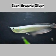 Bibit ikan arwana silver / ikan hias arowana