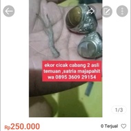 ekor cicak cabang 2 kering 