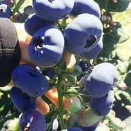 現貨 批發批發藍莓苗盆栽南方北方四季陽臺水果樹種植庭院各種果樹果苗當年結果