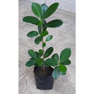 ♞Ficus nana lucky plant rooted