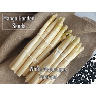 White Asparagus Spargel Seeds - 10 Seed *Pot Friendly* Tanam Pasu Panjang/Besar - Mango Garden Seeds