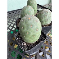 OPUNTIA CACTUS