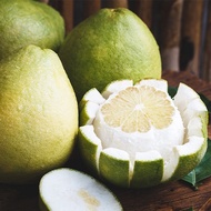 TIADA COD Pokok Limau Bali Isi Putih/Citrus Grandis Saiz Besar