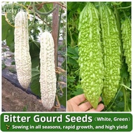 Green & White Bitter Gourd Seeds Hybrid Seeds Long Balsam Pear Early Mature Variety Bitter Gourd See