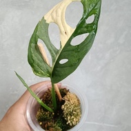 terbaru !!! monstera adansonii variegata japan/janda bolong varigata