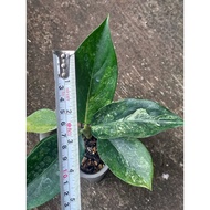 Sindo - Aglaonema Siam Jade Live Plant DPNIPDKUD3