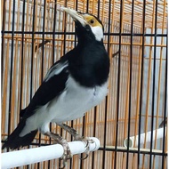 Promo!! telur Jalak-Suren fertil // telur burung siap tetas // telur burung hias // telur burung kic
