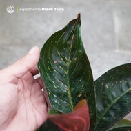 Aglonema Black Tiara