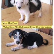 Welsh Corgi mix Chihuahua Betina