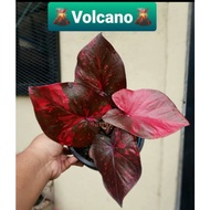 Keladi Thai Rare, High Quality Caladium 🌋 VOLCANO 🌋