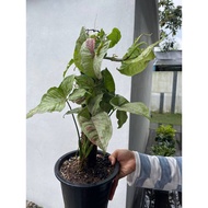Syngonium Milk Confetti [ LIVE Indoor Plant ] [ Pot Included ] [ Variegation ] [ Premium ] [Aroid ]
