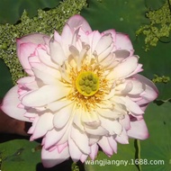Lotus Seed Potted Plant