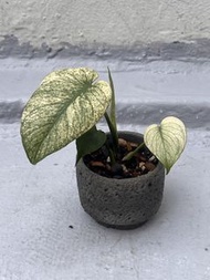 白怪獸龜背竹 - 觀葉植物盆栽