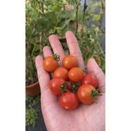 Tomato Ceri/Cherry Tomato (Benih Tomato Ceri)