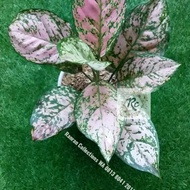 Bibit Tanaman Hias Aglonema Lady Valentine Pink Real Plant
