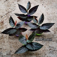 HeeGarden] Begonia Live Plant