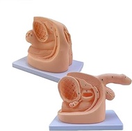 2pcs Male and Female Urinary Catheterization Model Catheter Anatomy Teach Set Internal and External 