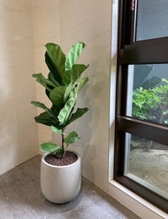 【中高光植栽】 閒琴逸致 • 琴葉榕  | 單幹 | 清水模甕盆