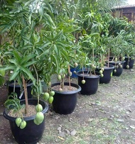 Pokok Mangga Harum Manis