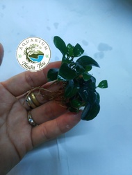 Cây thủy sinh Ráy Nana Petite Nhật (Anubias nana Japan)