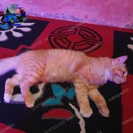 Promo Kucing Persia Mix Jantan Usia Mapan 3Tahunan Bisa Kirim RI