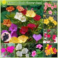 เมล็ดพันธุ์ ดอกบานเย็น บรรจุ 50 เมล็ด Four oclock Flower Seed บอนสี เมล็ดดอกไม้ ต้นไม้ฟอกอากาศ บอนสีหายาก เมล็ดบอนสี ต้นไม้มงคล ไม้ประดับ บอนไซ พันธุ์ดอกไม้ ไม้ดอก ต้นบอนสี ดอกไม้กินได้ ดอกไม้ปลูกสวยๆ แต่งบ้านและสวน ปลูกง่าย คุณภาพดี ราคาถูก ของแท้ 100%