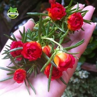Biji Benih Bunga Moss Rose Portulaca Grandiflora Red