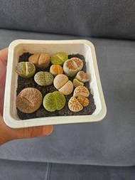 生石花(屁屁花)