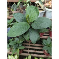 Peace Lily Little Sensation Medium Pots & Planters