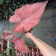 CALADIUM (SPIDER RED LEAF )