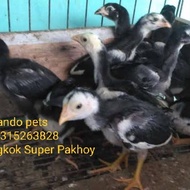 TERJAMIN AYAM BANGKOK ASLI PAKHOY- AYAM BANGKOK SUPER KODE 1325