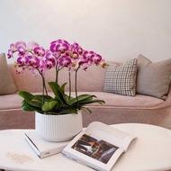 【蘭花盆栽】紫星蝴蝶蘭盆栽(大) 開幕送禮 年節送禮 升遷送禮