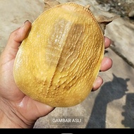 bulus labi labi amyda hypo kuning polos rasa albino
