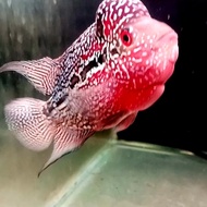 kamfa f3 mongkol ori thailand 14-15cm-+/ikan louhan jantan ajib