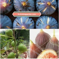 ANAK POKOK BLACKJACK FIG(XXL Big Plant) Buah Buahan Fruits Live Plant