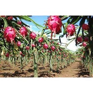 Pitaya Dragon Fruit Seed Benih Buah Naga 20pcs