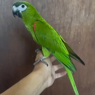 Unik HANS MACAW PARROT BURUNG JINAK Berkualitas