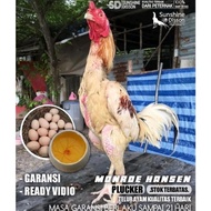 ayam bangkok plucker brakot telur tetas monroe hansen