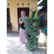 Tukuyuu !!!, Jual Bibit Bonggol Pisang Kepok Tanjung, Jual Bibit Bonggol Pisang Kepok Tanpa Jantung