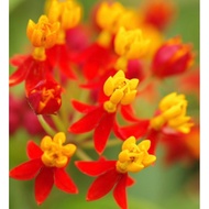 Biji Benih/ Pokok , Pokok Bunga Jarum Emas ( Asclepias Currasiva ) Silky Deep Red @ Milkflower