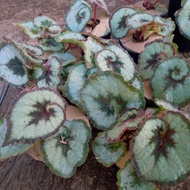 TANAMAN BEGONIA ESCARGOT/KEONG